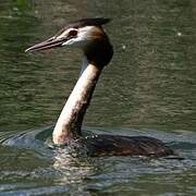 Great Crested Grebe