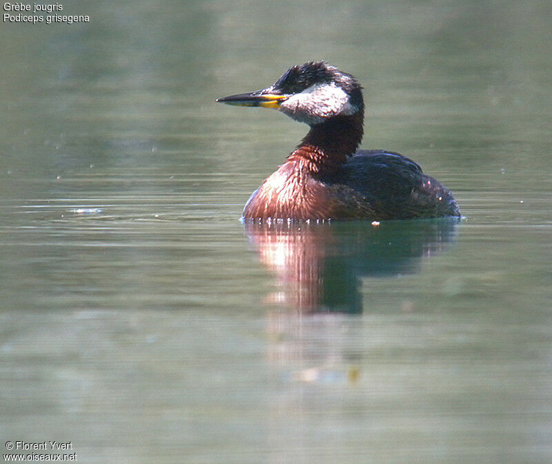 Red-necked Grebe adult breeding, identification, Behaviour