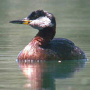 Red-necked Grebe