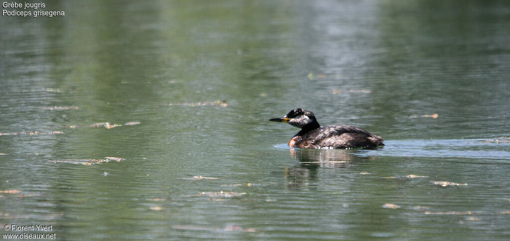 Red-necked Grebe adult breeding, identification, Behaviour