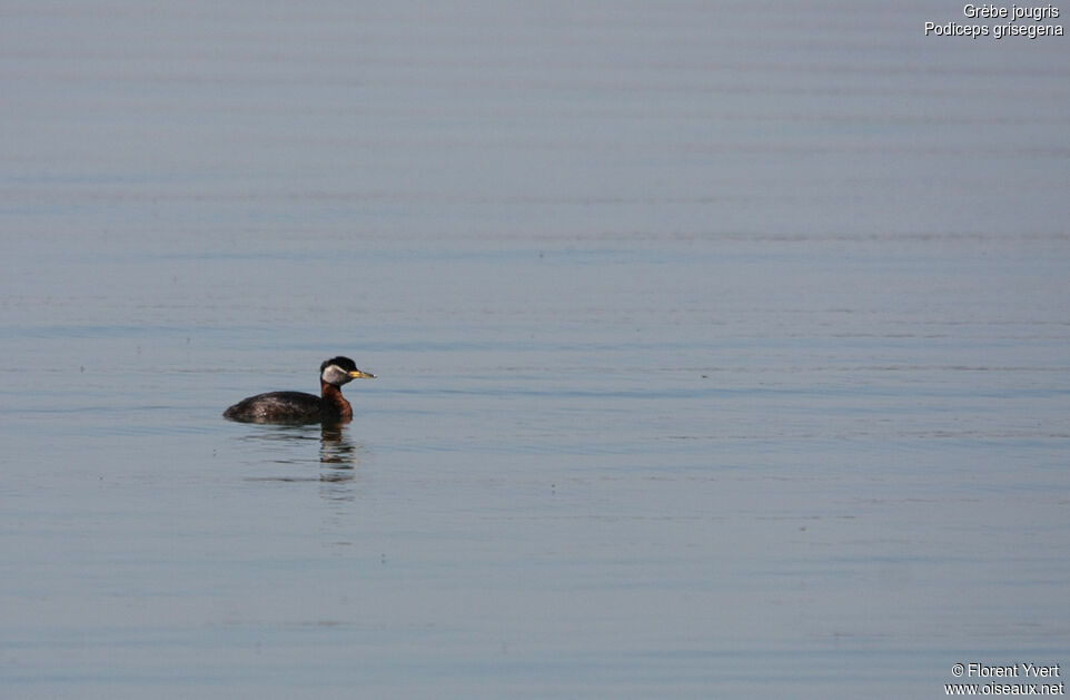 Red-necked Grebe adult breeding, identification, Behaviour