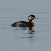 Red-necked Grebe