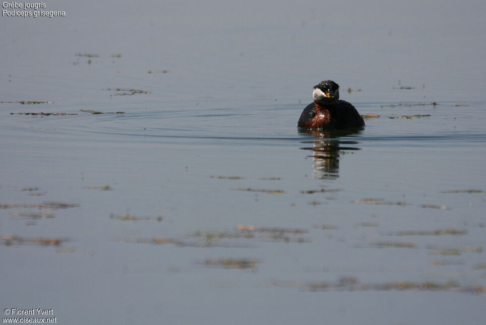 Red-necked Grebe adult breeding, identification, Behaviour