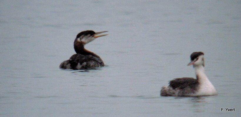 Red-necked Grebe