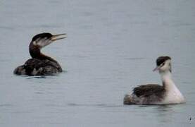 Red-necked Grebe