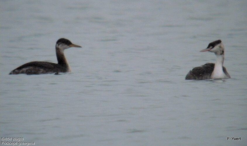 Red-necked GrebeFirst year, identification