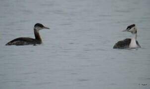 Red-necked Grebe