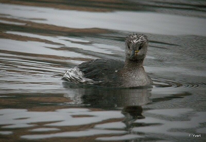 Red-necked Grebe