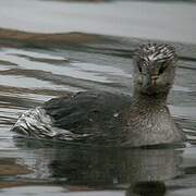 Red-necked Grebe