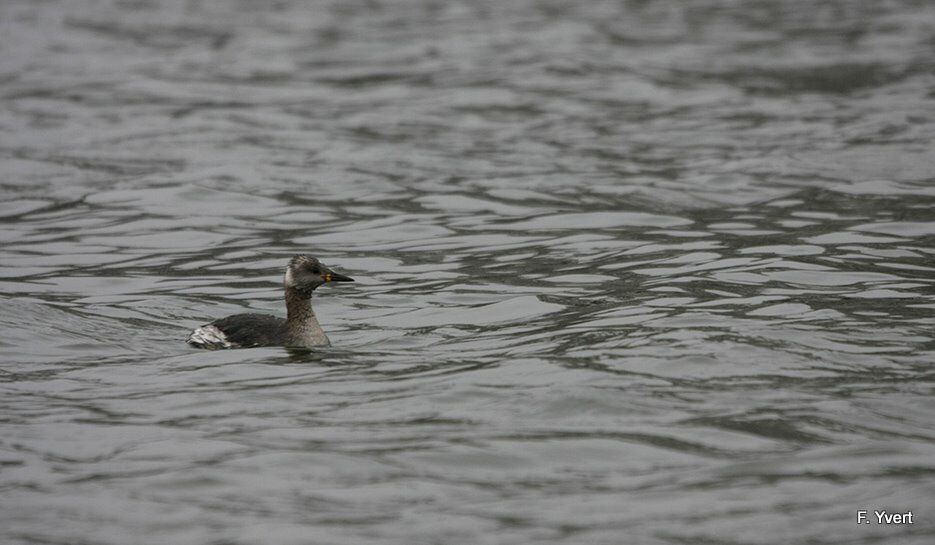 Red-necked Grebe