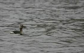 Red-necked Grebe