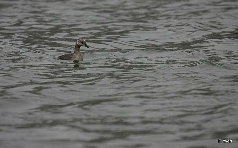 Red-necked Grebe