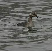 Red-necked Grebe