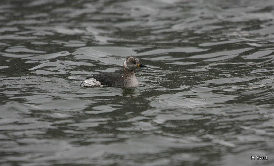 Red-necked Grebe