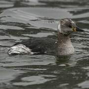 Red-necked Grebe