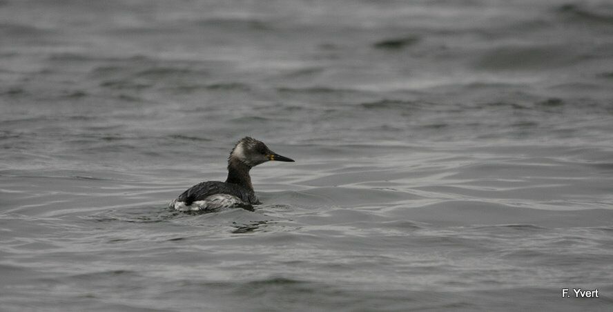 Red-necked Grebe