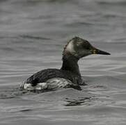 Red-necked Grebe