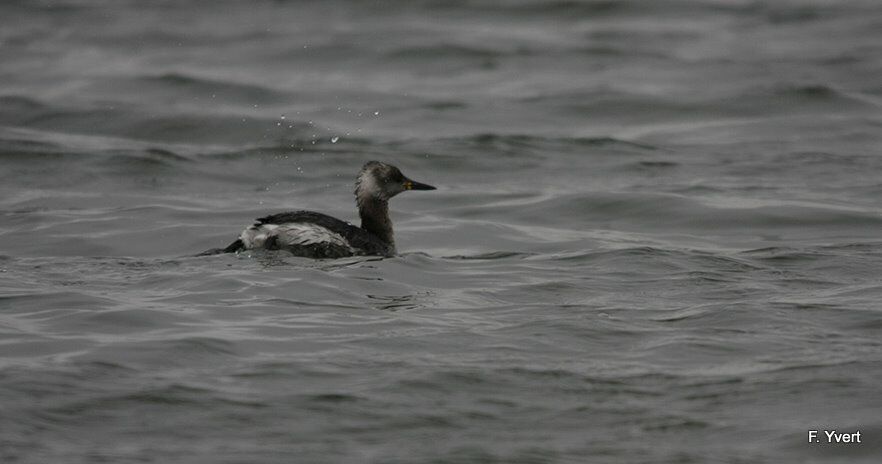 Red-necked Grebe