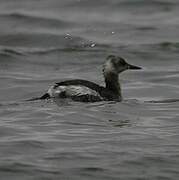 Red-necked Grebe