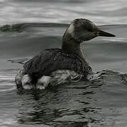 Red-necked Grebe