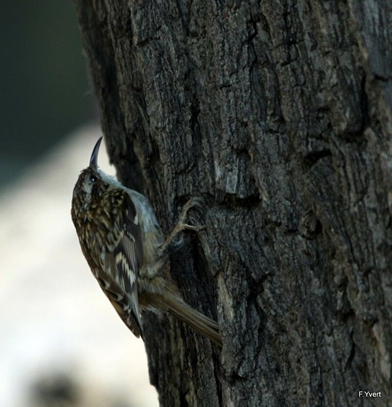 Short-toed Treecreeper