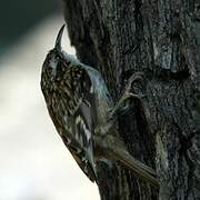 Short-toed Treecreeper