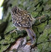 Short-toed Treecreeper