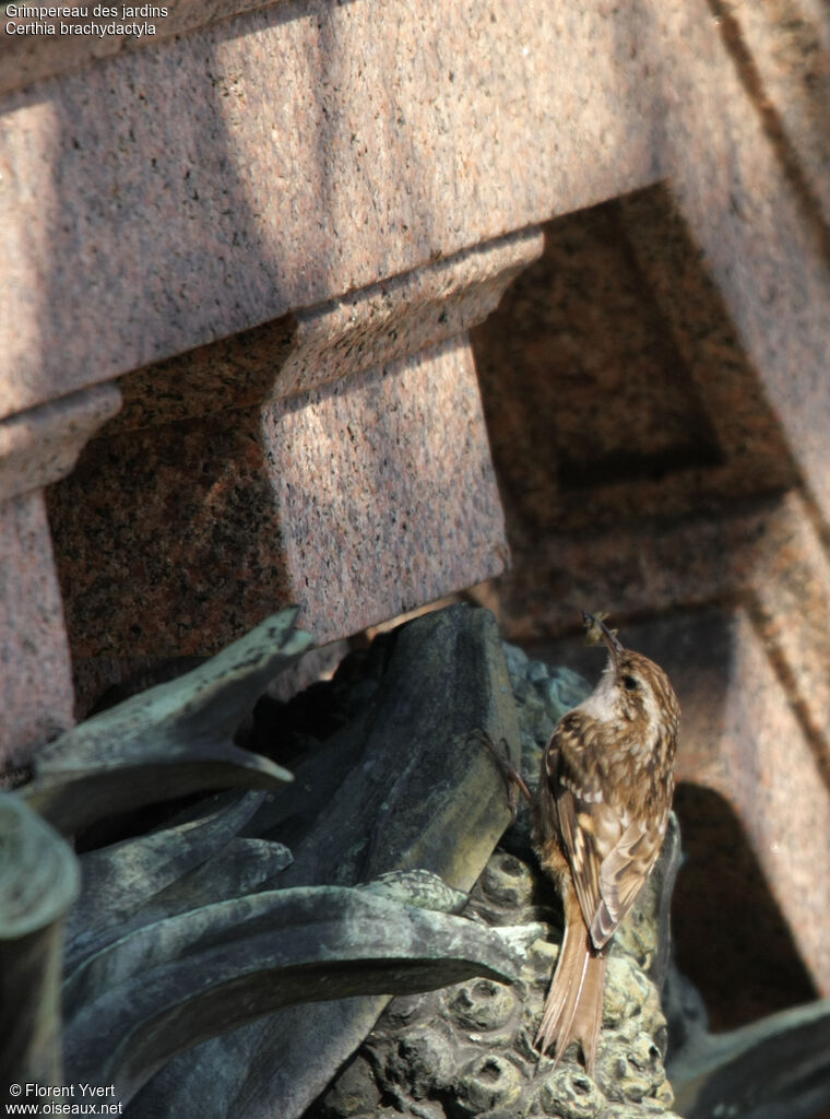 Short-toed Treecreeperadult, Reproduction-nesting, Behaviour