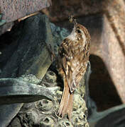 Short-toed Treecreeper