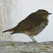 Swainson's Thrush