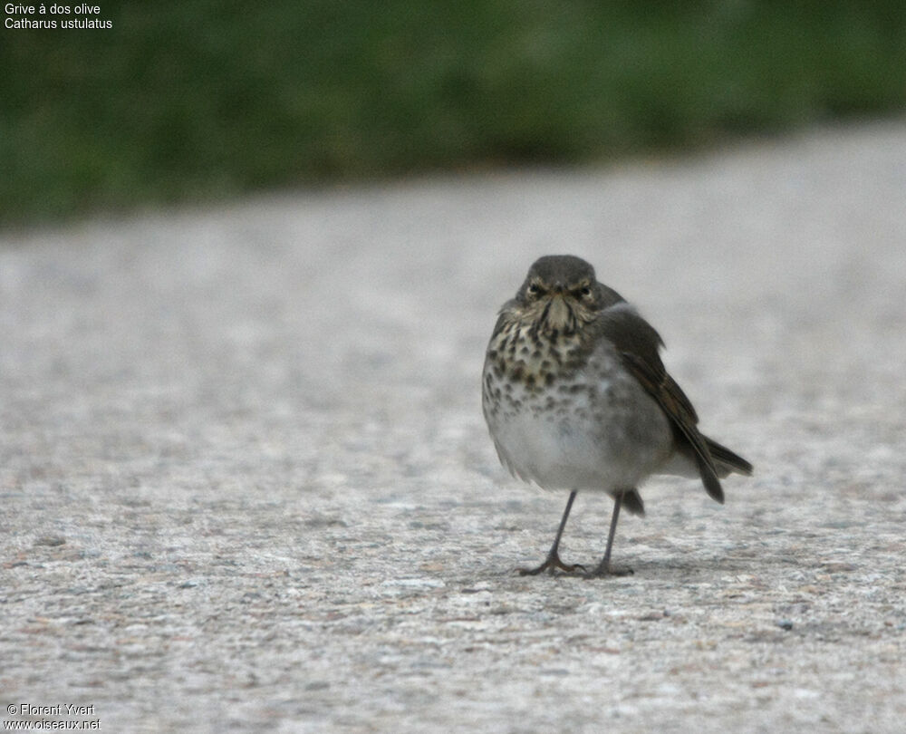 Swainson's Thrush, Behaviour