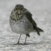 Swainson's Thrush