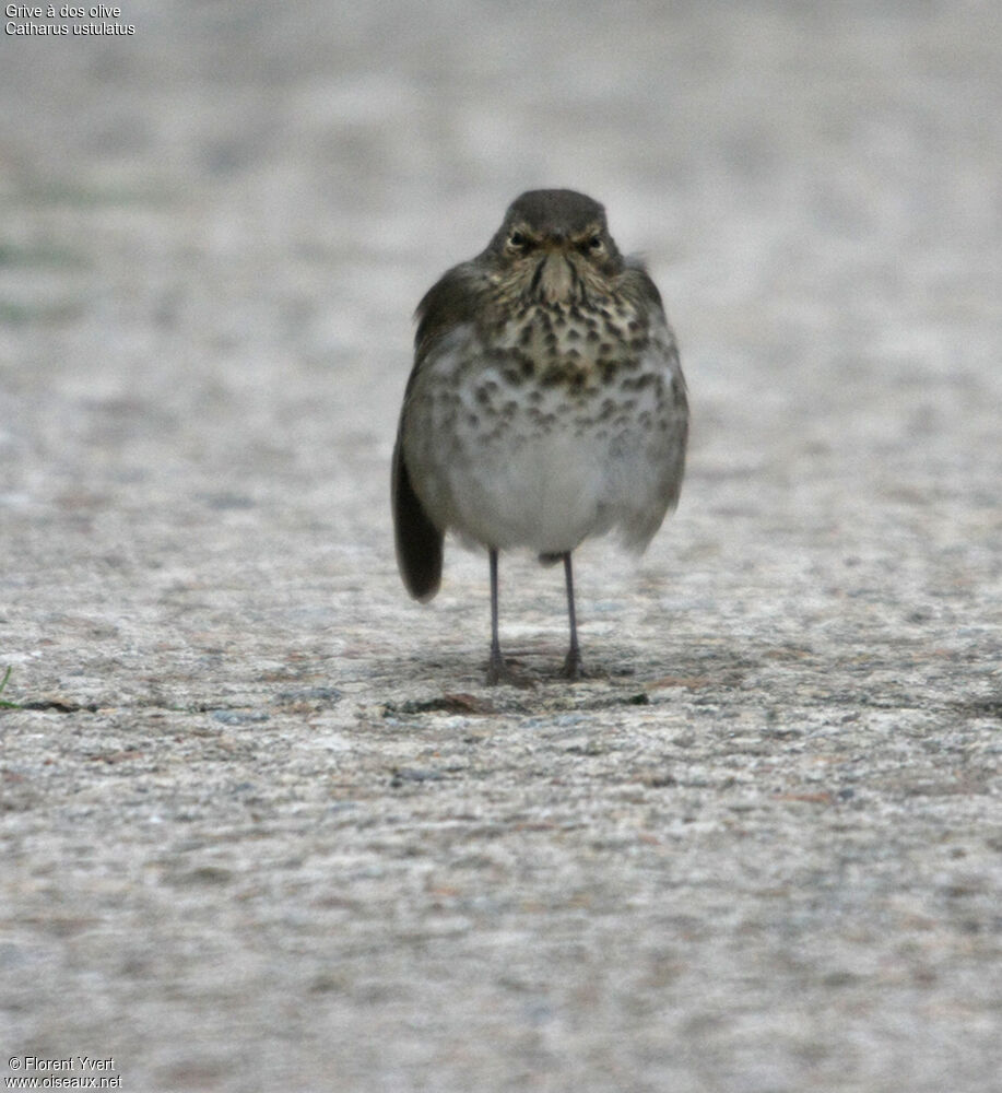 Swainson's Thrush, identification, Behaviour