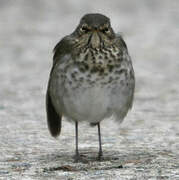 Swainson's Thrush