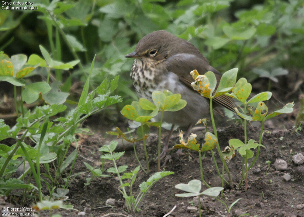 Swainson's Thrush, identification, Behaviour