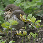 Swainson's Thrush