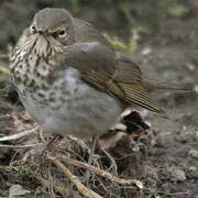 Swainson's Thrush