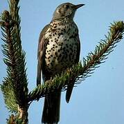 Mistle Thrush