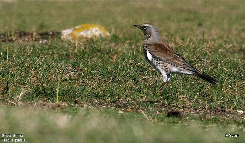 Fieldfare, identification