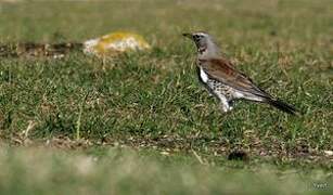 Fieldfare