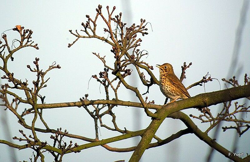 Song Thrush