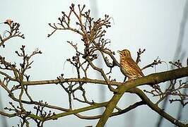 Song Thrush