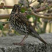 Song Thrush