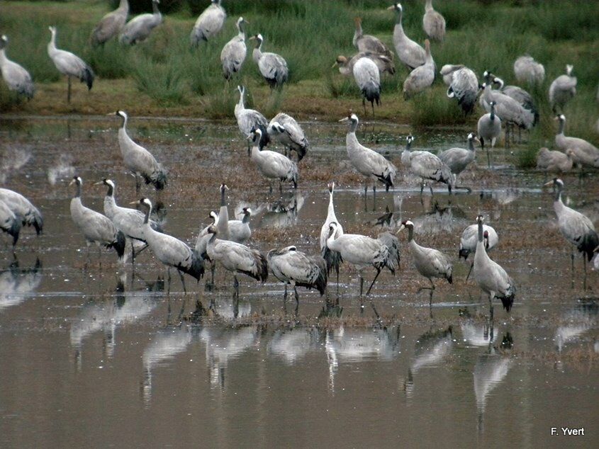 Common Crane