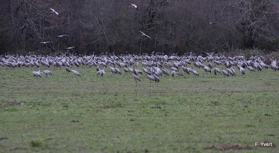 Common Crane