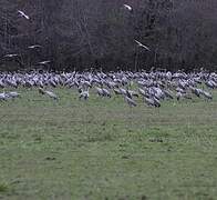 Common Crane