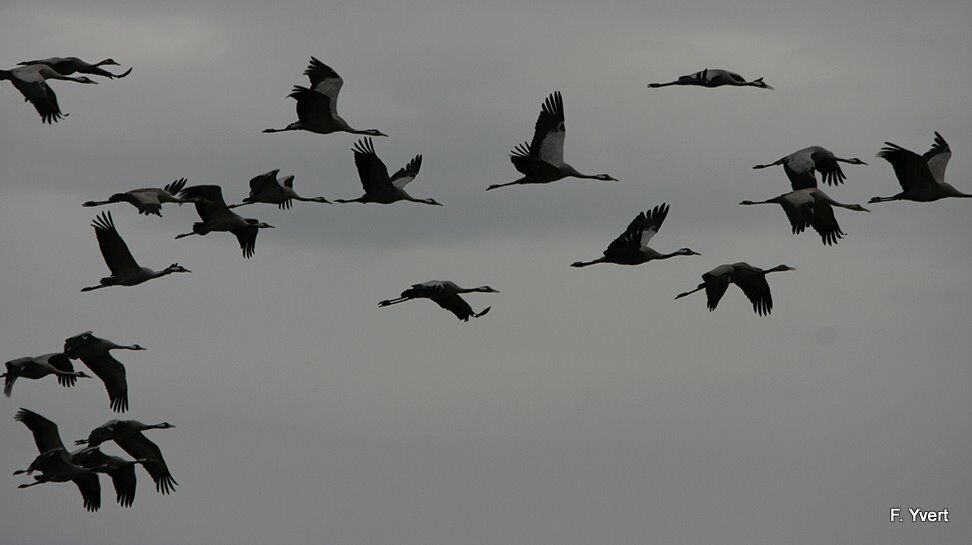 Common Crane