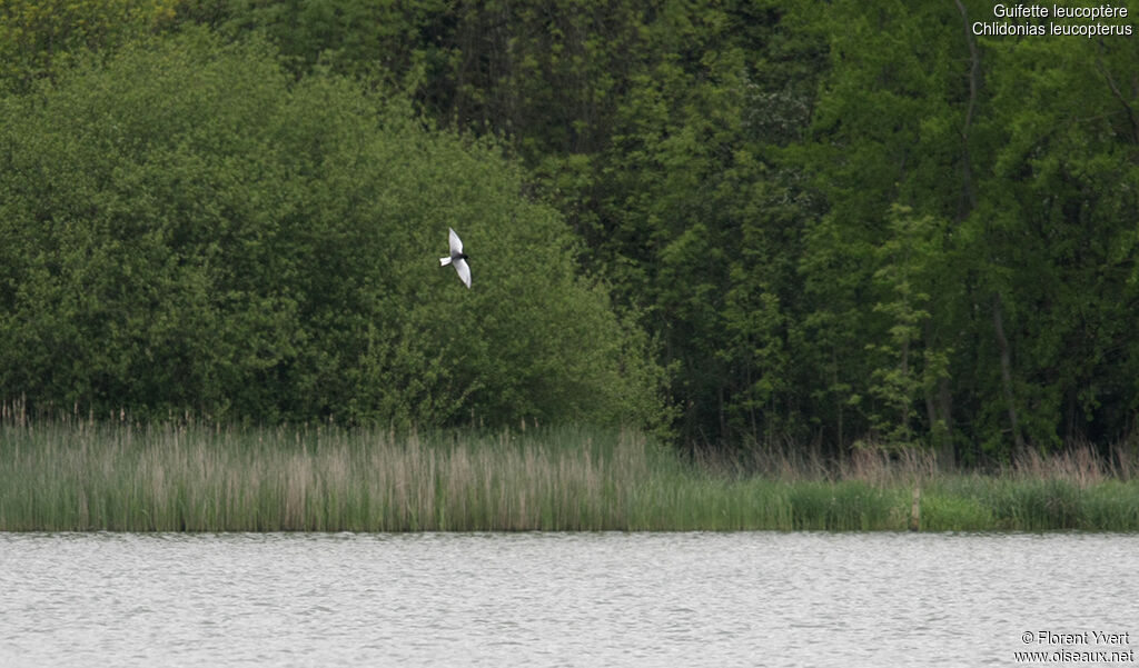 White-winged Ternadult breeding, Flight