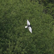 Guifette leucoptère