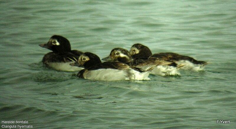 Long-tailed Duck male adult breeding, identification, Behaviour